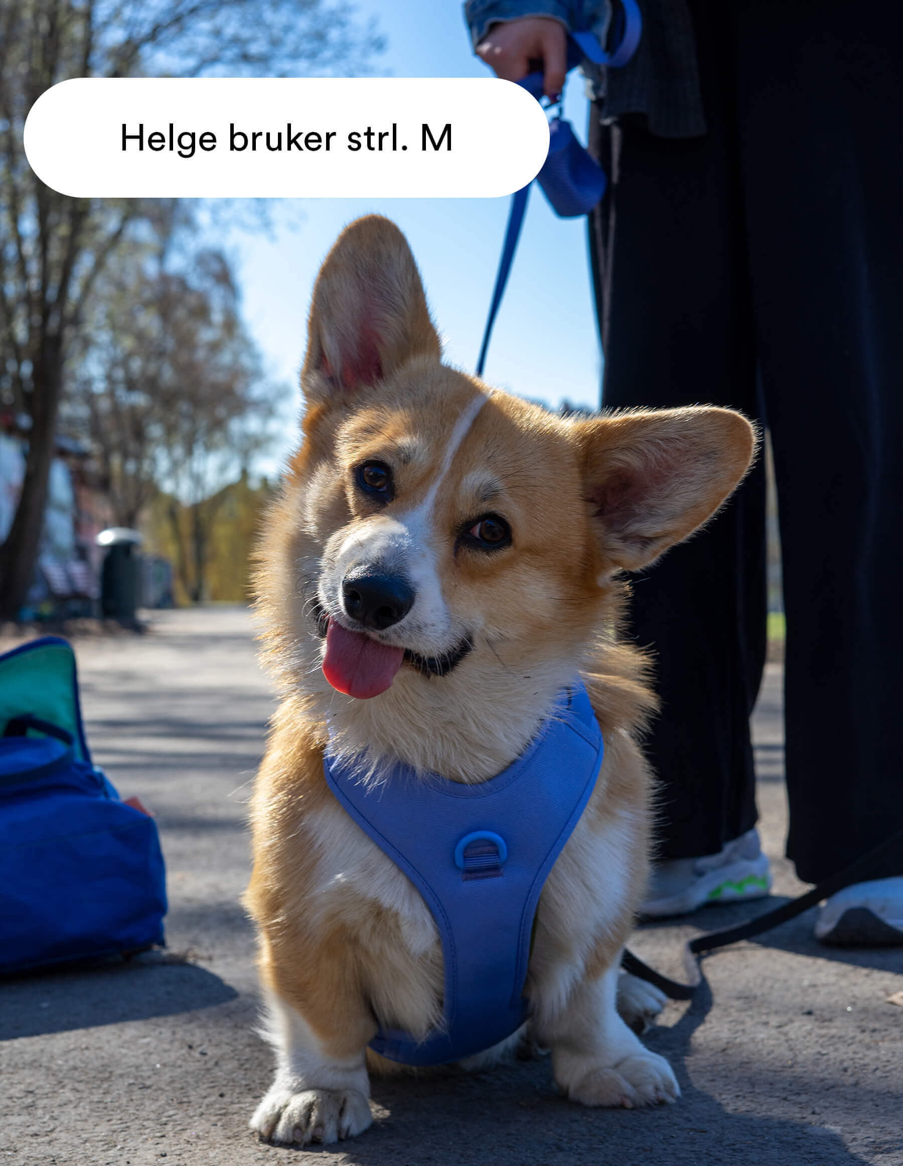 lyseblå hundesele