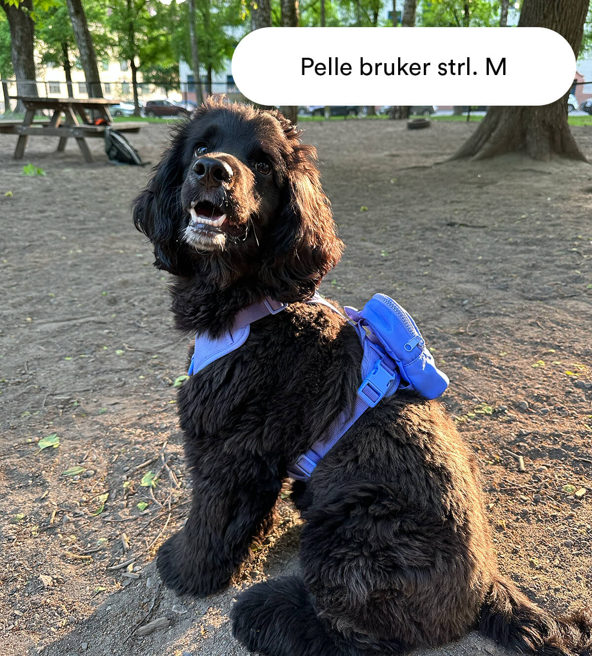 lyseblå hundesele
