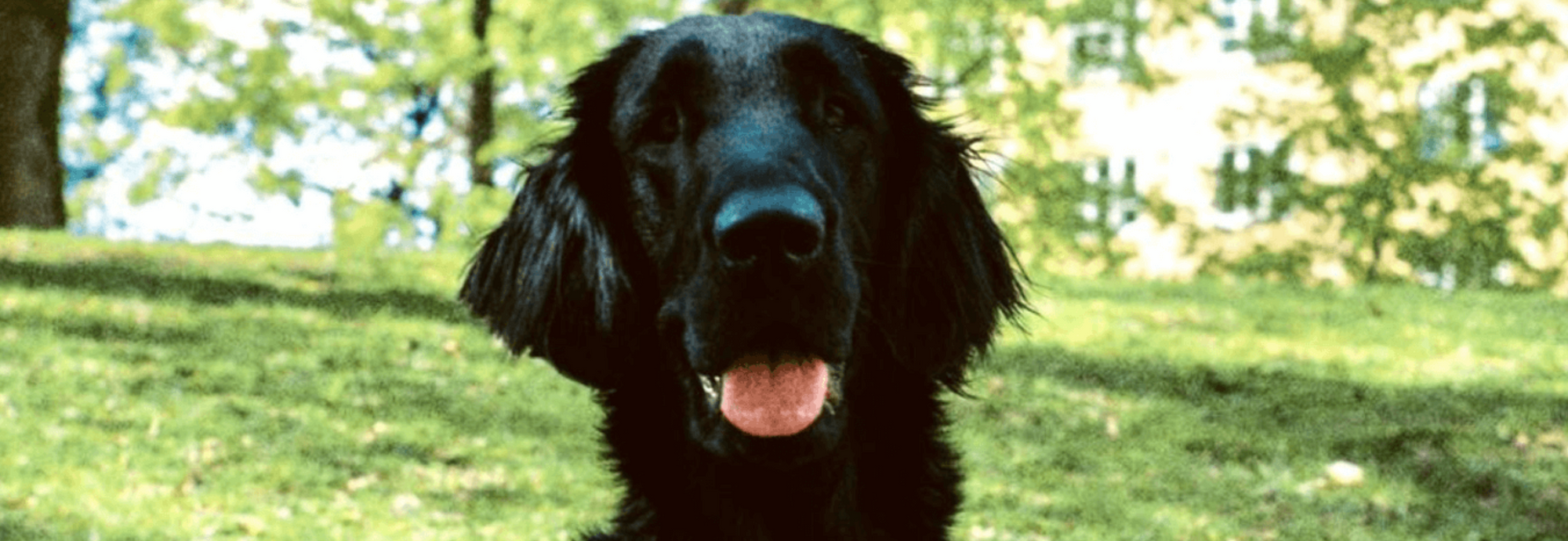 Oslos alle hundeparker