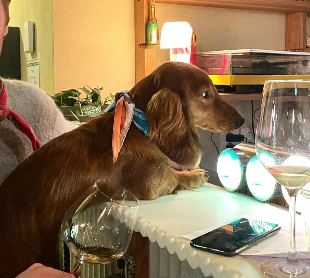 Hit kan du ta med hunden din på restaurant i Oslo