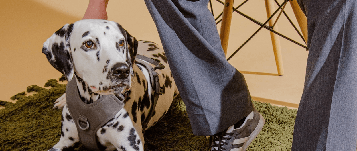 De 10 mest populære hunderasene i Norge i 2026