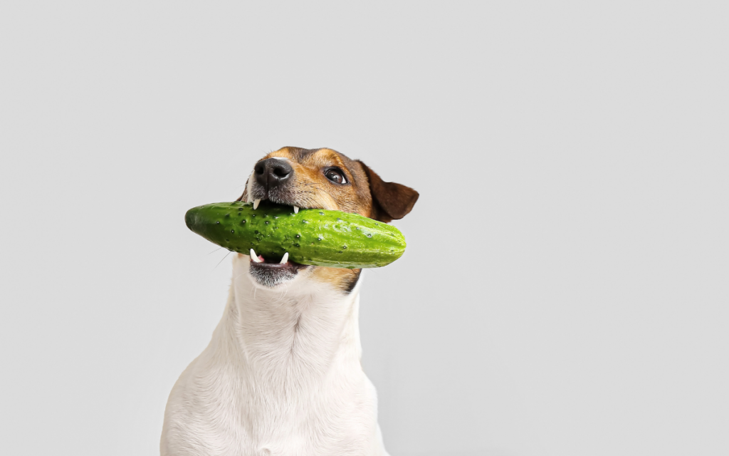 kan hunden spise det? 