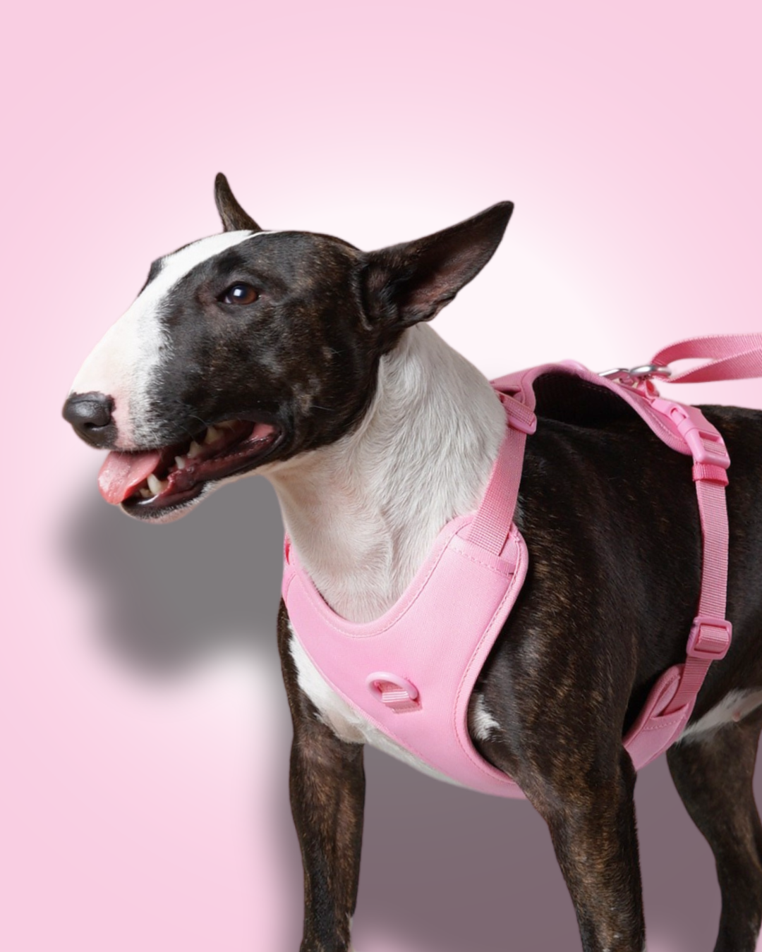 Bullterrier med rosa sele fra Yakatass foran rosa bakgrunn