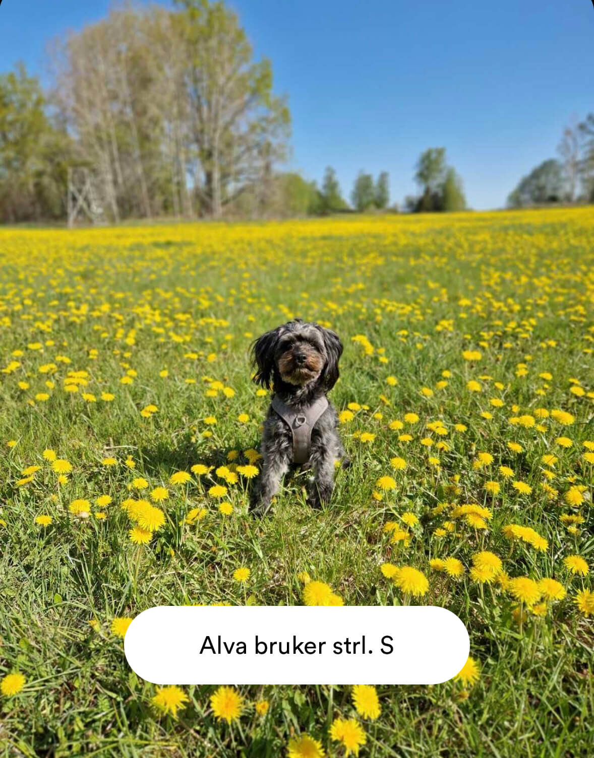 Grå Mega Bundle