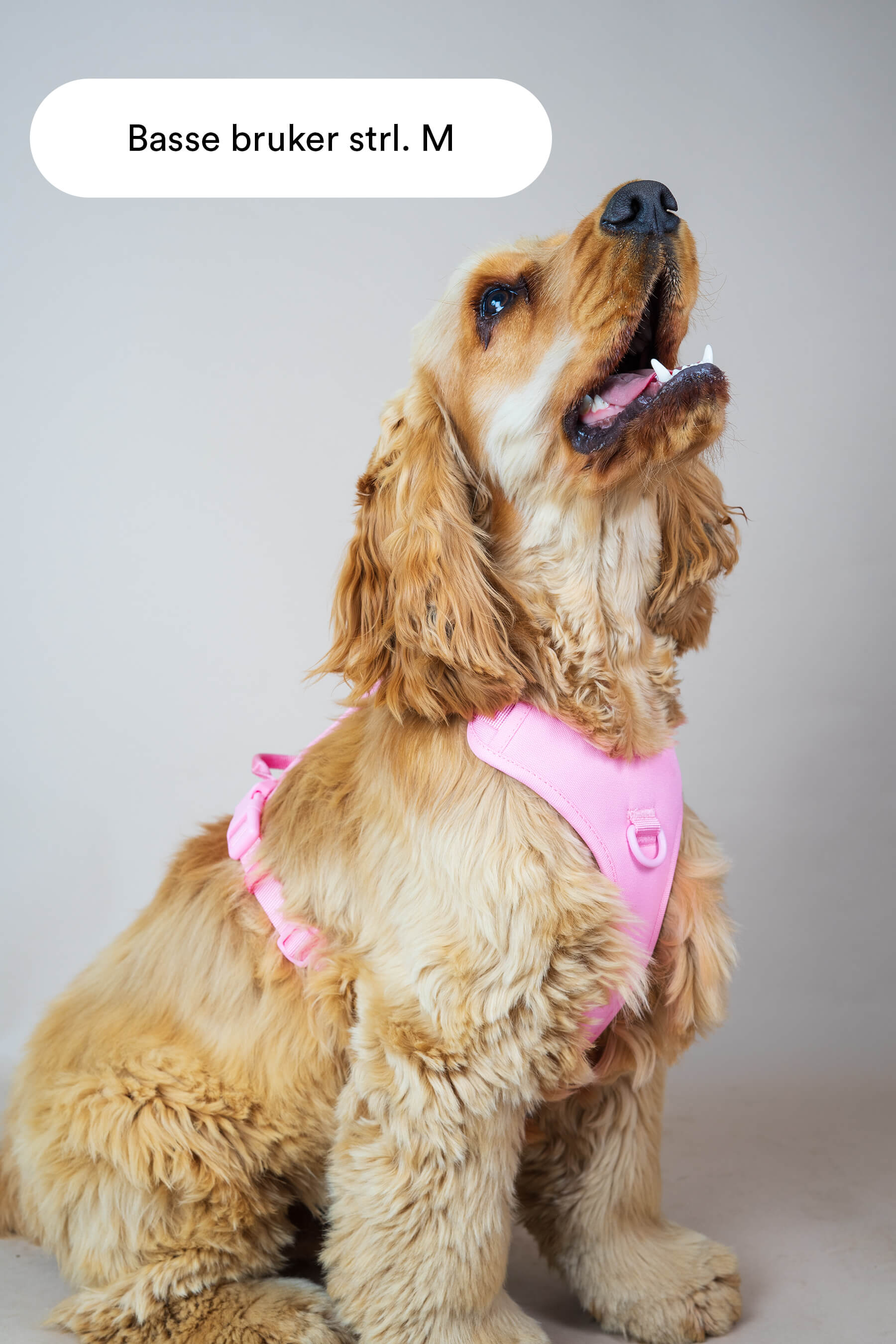 rosa hundesele