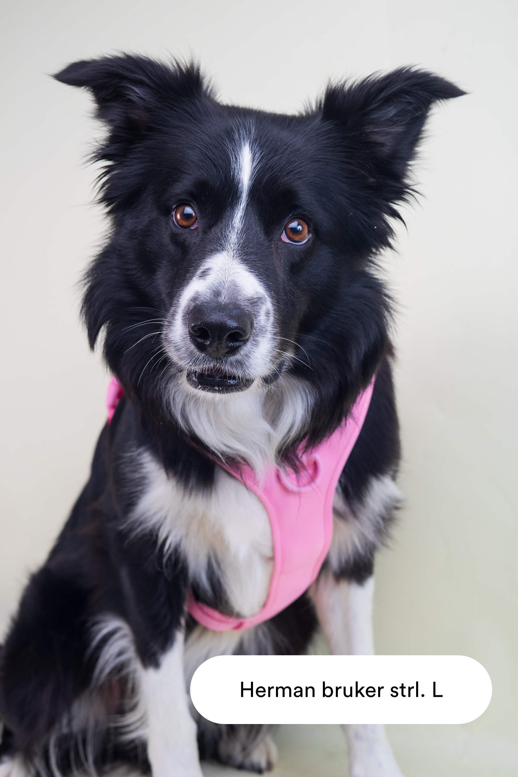 rosa hundesele