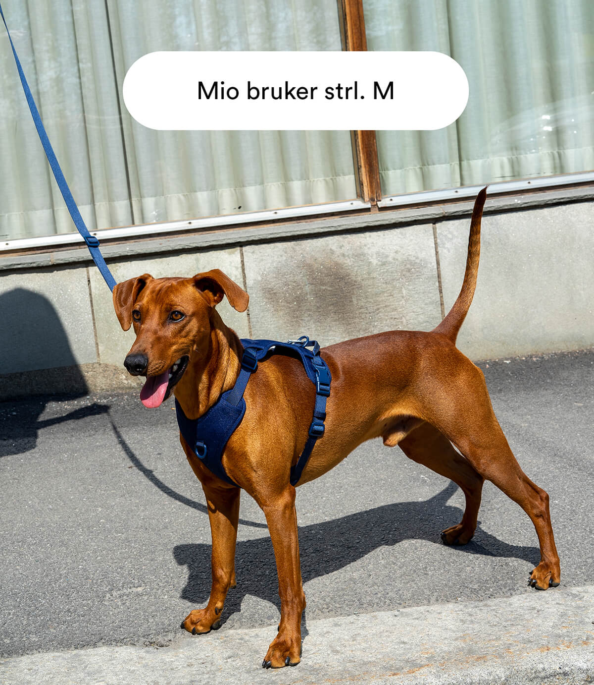 Mørkeblå Mega Bundle