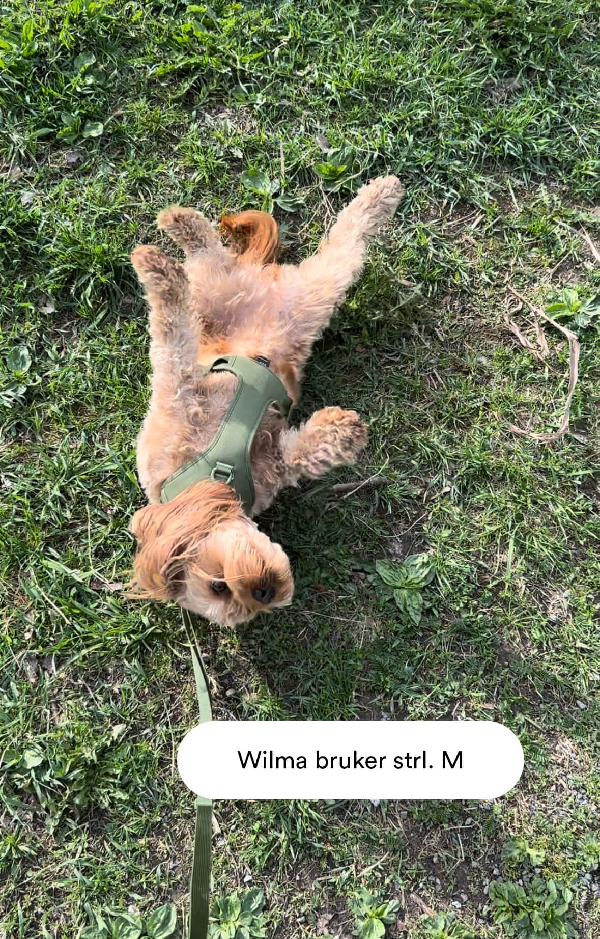 Grönt halsband