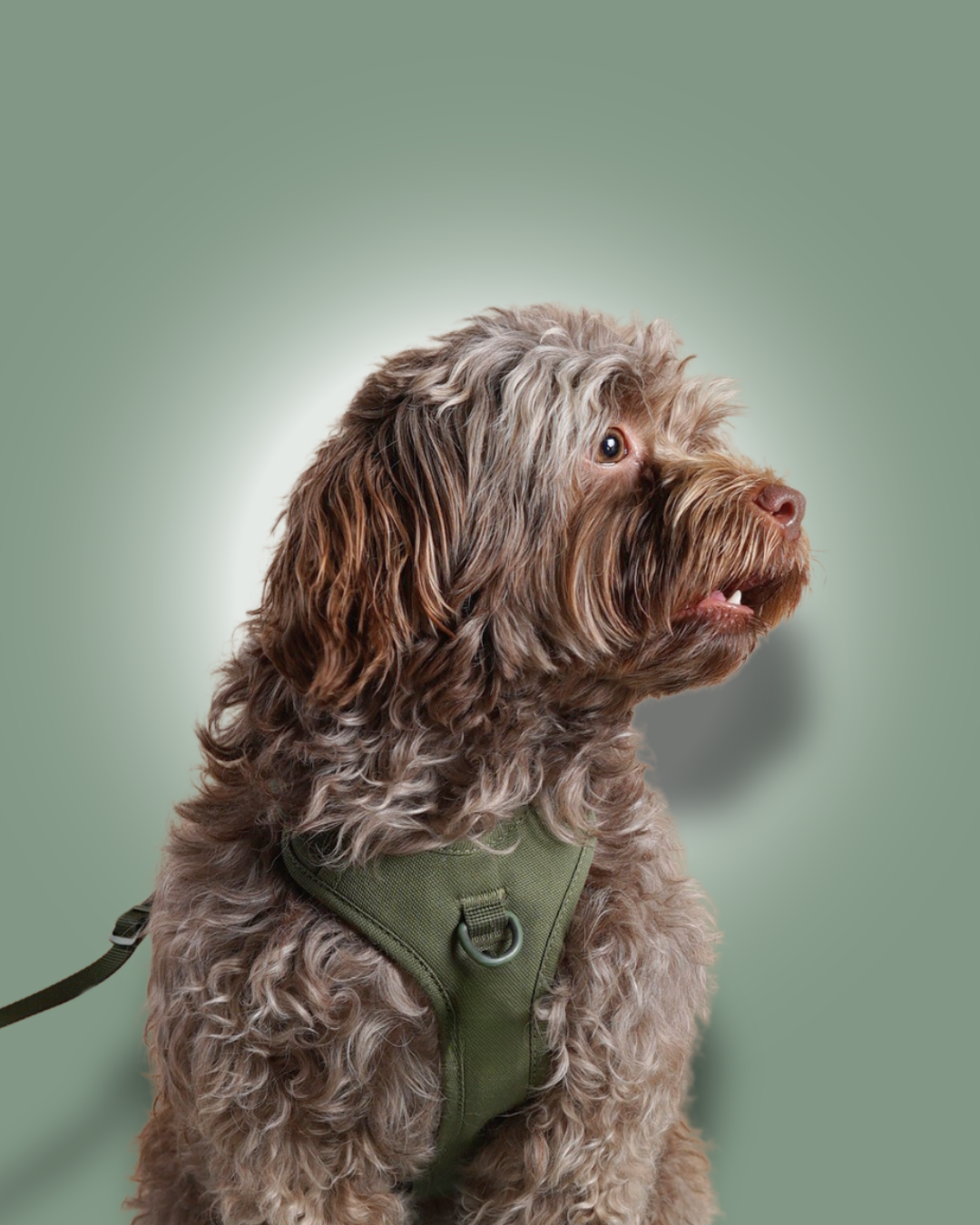 hund, liten hund, valp 