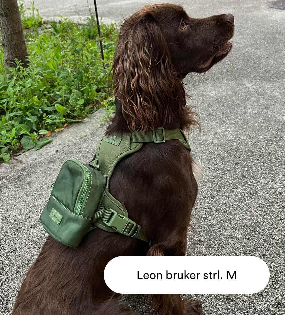 grønn hundesele