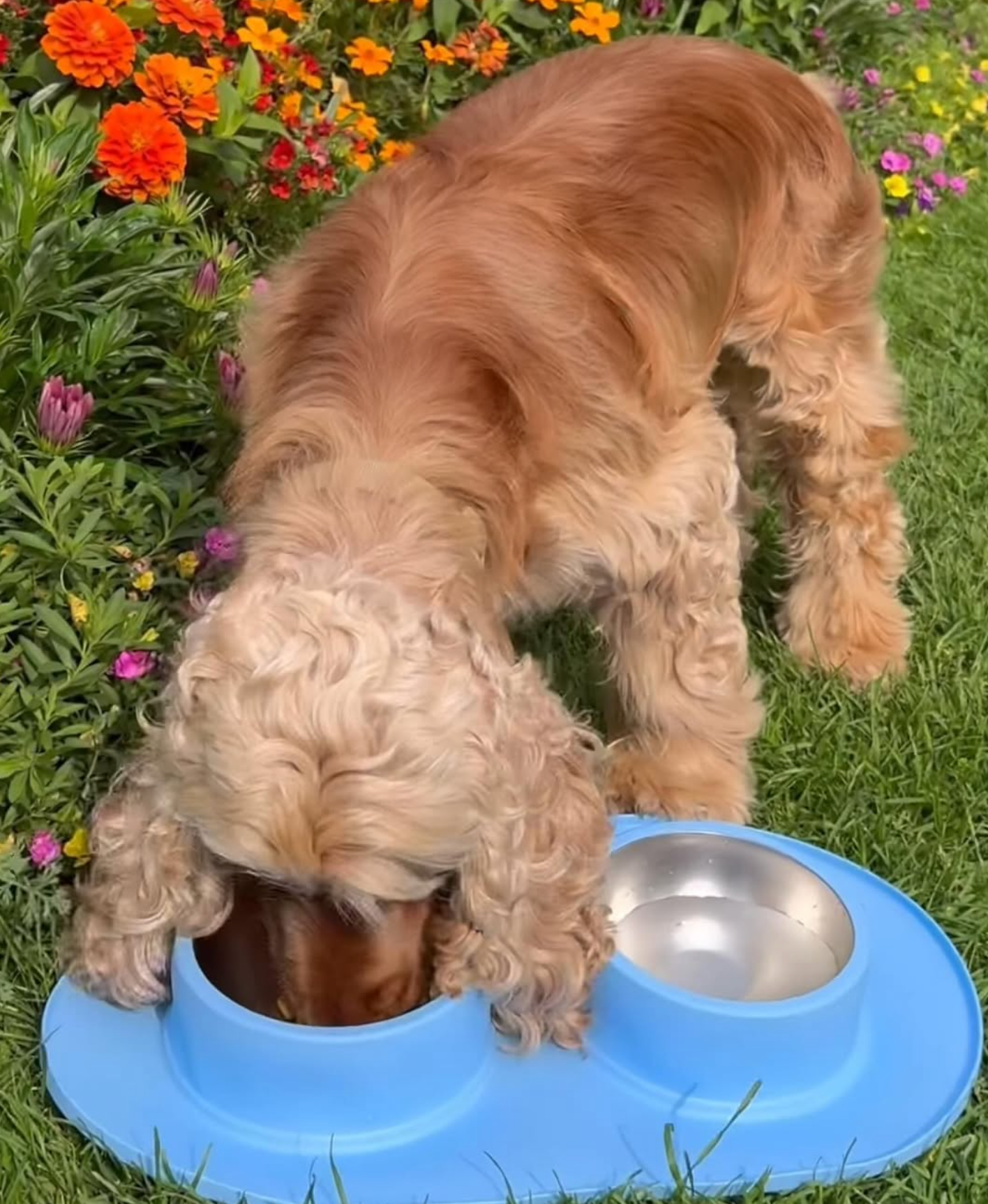 Lyseblå mat- og vannskål