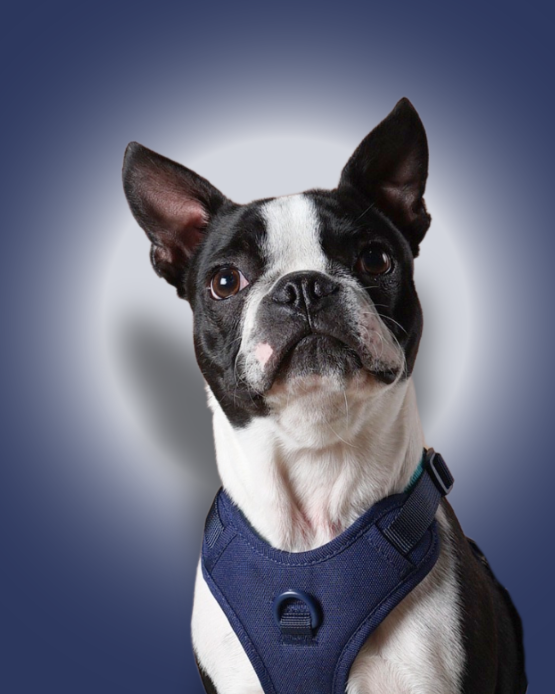 Mørkeblå hundesele