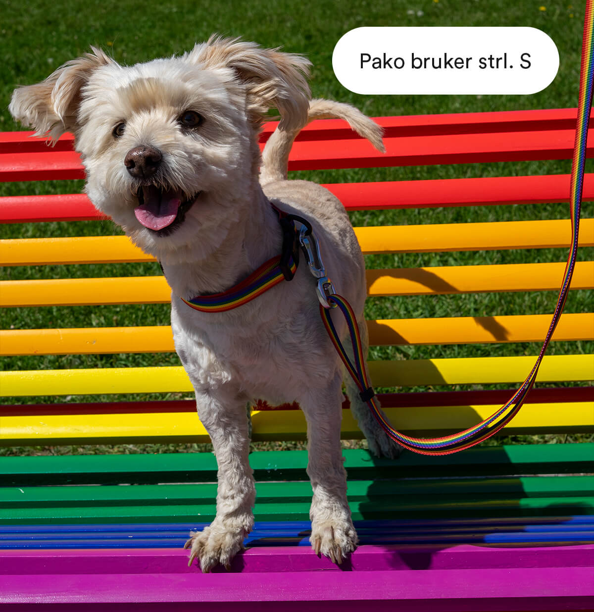 Pride bånd