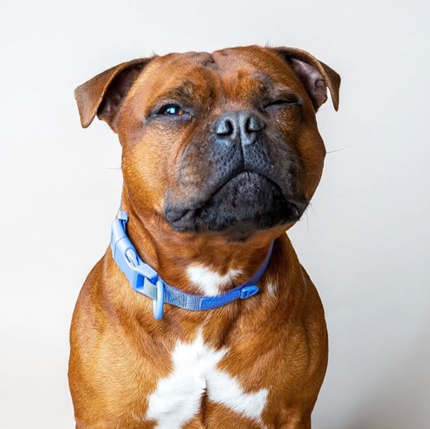 Lyseblått halsbånd