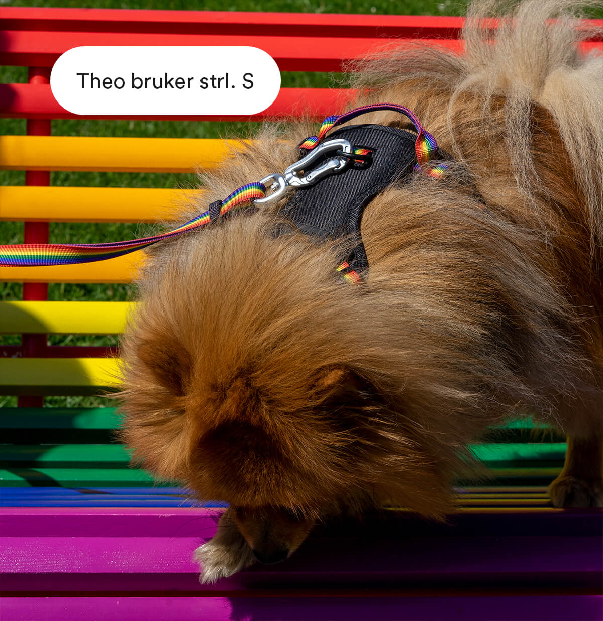 Pride bånd